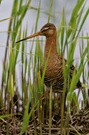 Uferschnepfe (Limosa limosa) beim Nachmittagsschlaf
