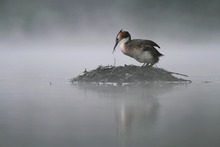 Haubentaucher im Morgennebel