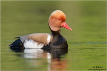 Kolbenente (Netta rufina) Red-crested Pochard