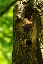 Da guckt er aus der Röhre...Baummarder