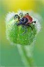 Gemeiner Holzbock (Ixodes ricinus)