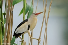 Zwergdommel, Ixobrychus minutus, Little Bittern