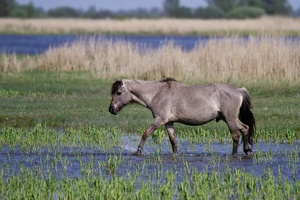 Konikphengst im Nationalpark Lauwersmeer