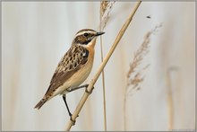 auf Beutefang... Braunkehlchen *Saxicola rubetra*