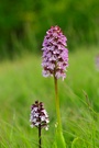 Purpur-Orchis