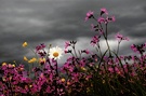 Gewitterwolken über der Blumenwiese