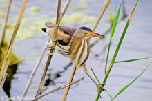 Zwergdommel, Ixobrychus minutus, Little Bittern, female