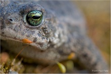 Bufo calamita | Close up