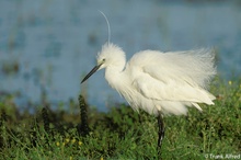 Seidenreiher, Egretta garzetta, Little Egret