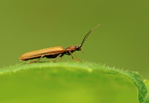 Schnellkäfer
