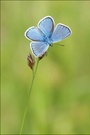 Polyommatus dorylas