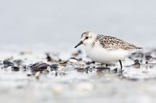 Sanderling