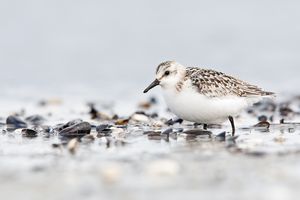 Sanderling