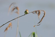 Teichrohrsänger bei der Nahrungssuche