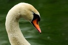 Schlafender Schwan