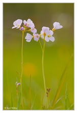 Cardamine stellt sich vor