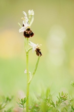 Heideblümchen