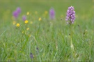 Helm-Knabenkraut (Orchis militaris)