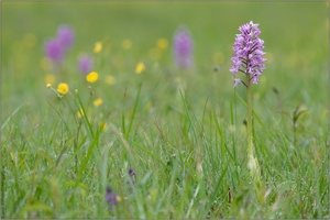 Helm-Knabenkraut (Orchis militaris)