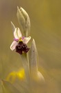Hummel-