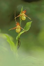 Cypripedium calceolus