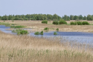 Schilfgürtel im Nationalpark Lauwersmeer