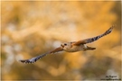 Rotschulterbussard (Buteo lineatus) Red-shouldered Hawk