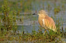 Rallenreiher, Ardeola ralloides, Sqacco Heron