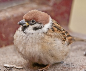 Spatz auf dem Treppenabsatz