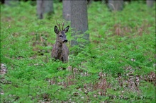 Rehbock im Farn