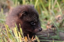 Marderhund Welpe Wildlife