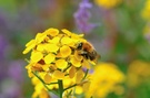 Hummel