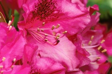 Rhododendronblüte