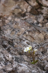 Pinguicula alpina