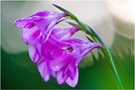 wilde gladiole