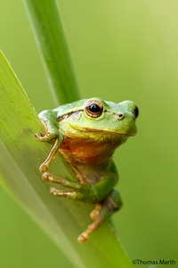 Laubfrosch