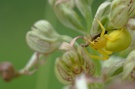 Veränderliche Krabbenspinne mit Beute