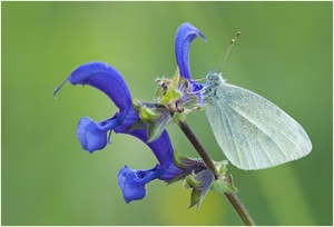 Wiesensalbei mit Besucher