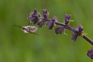 ~ Wiesensalbei mit Anhängsel ~