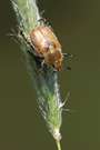 Junikäfer