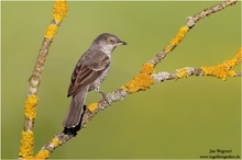 DER Traumvogel... Sperbergrasmücke (Sylvia nisoria) Barred Warbler