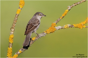 DER Traumvogel... Sperbergrasmücke (Sylvia nisoria) Barred Warbler