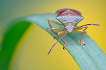 Bunte Blattwanze