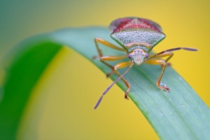 Bunte Blattwanze