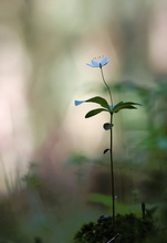 Evening flower