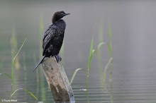 Zwergscharbe, Phalacrocorax pygmeus, Pygmy Cormorant