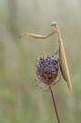 Mantis Religiosa