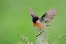 Schwarzkehlchen (Saxicola rubicola)