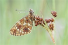 Boloria selene