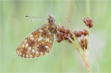 Boloria selene